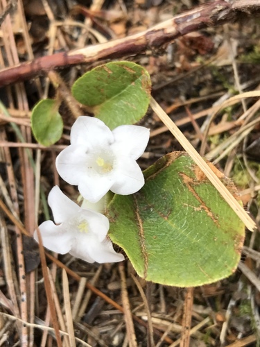 trailing arbutus
