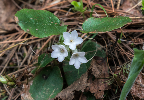 trailing arbutus