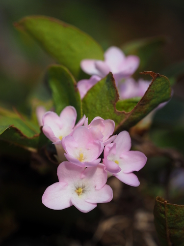 trailing arbutus