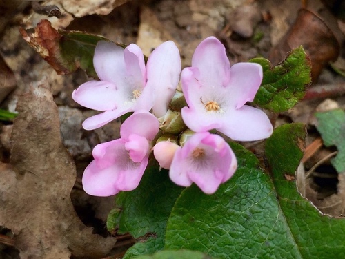 trailing arbutus
