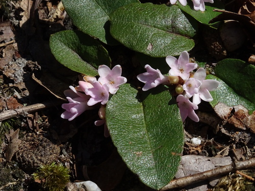 trailing arbutus