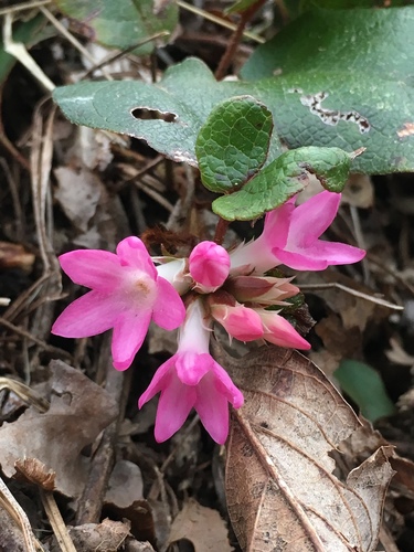 trailing arbutus