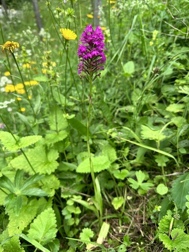 pyramidal orchid