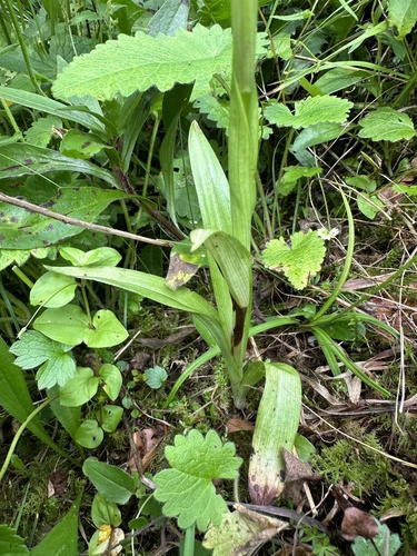 pyramidal orchid