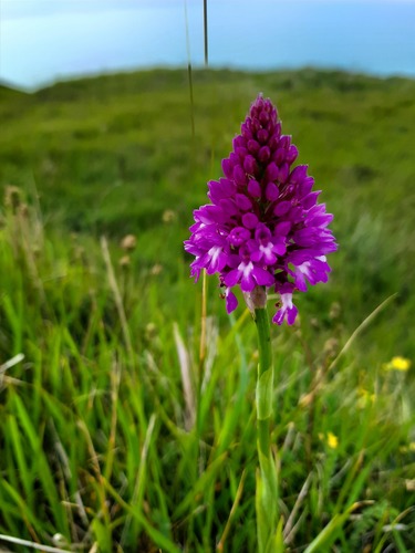 pyramidal orchid