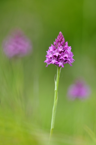 pyramidal orchid