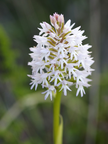 pyramidal orchid