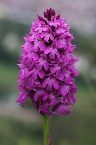 pyramidal orchid