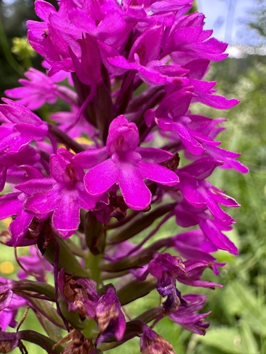pyramidal orchid