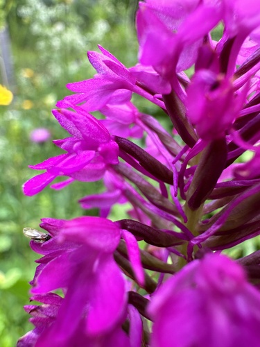 pyramidal orchid