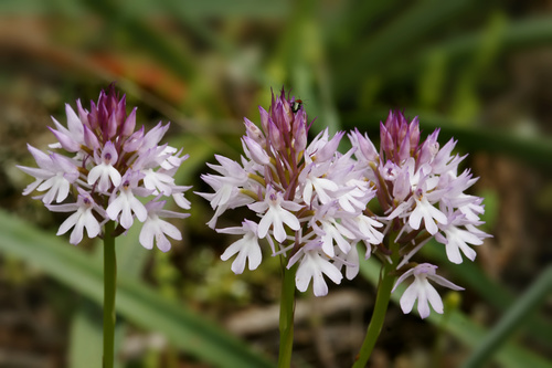 pyramidal orchid