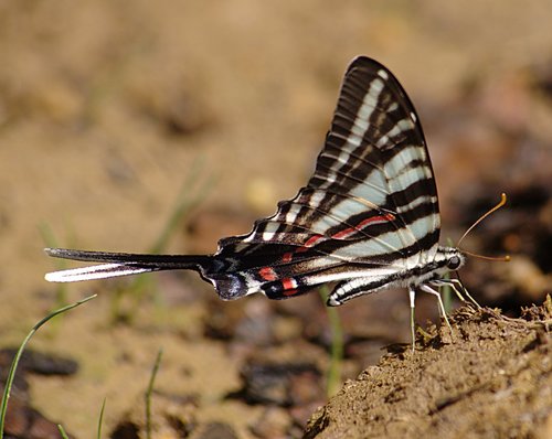 Zebra Swallowtail
