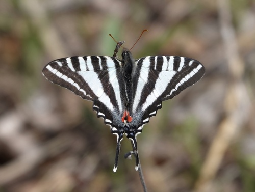 Zebra Swallowtail