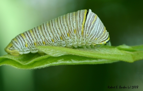 Zebra Swallowtail