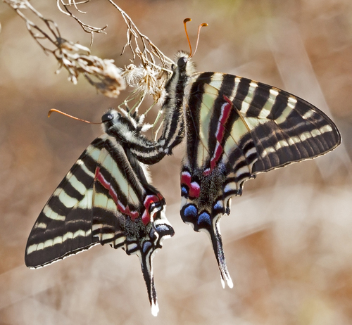 Zebra Swallowtail