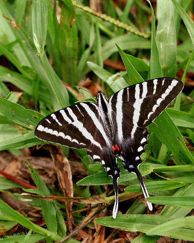 Zebra Swallowtail