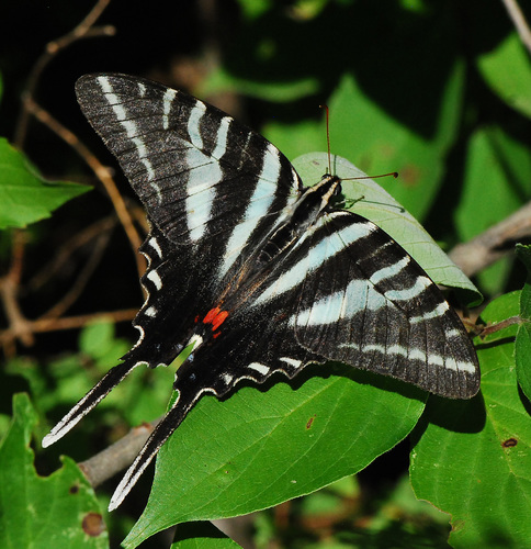 Zebra Swallowtail