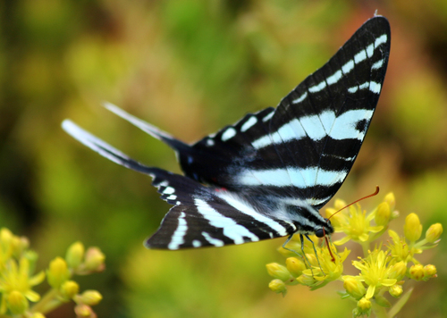 Zebra Swallowtail