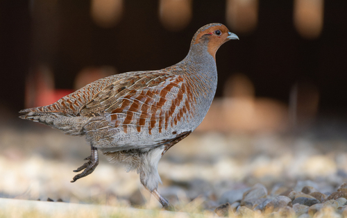 Gray Partridge