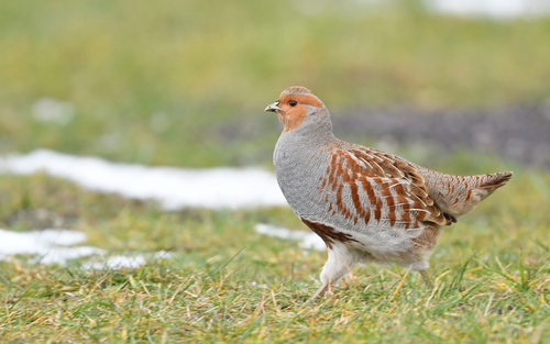 Gray Partridge