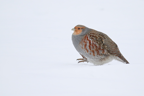 Gray Partridge