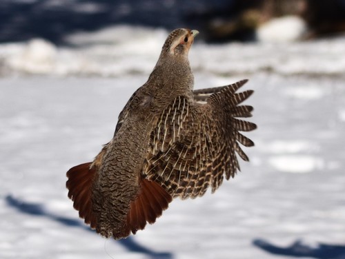 Gray Partridge