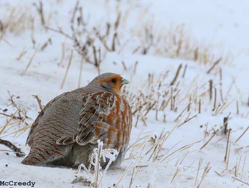 Gray Partridge