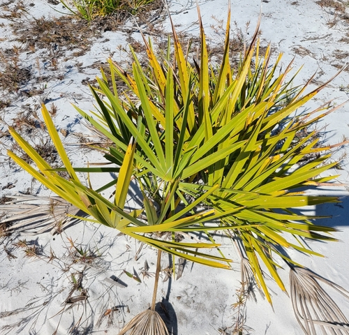 saw palmetto