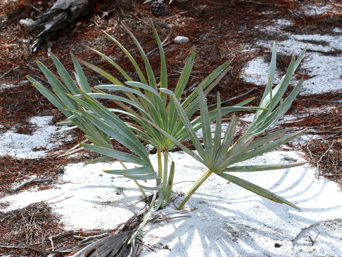 saw palmetto