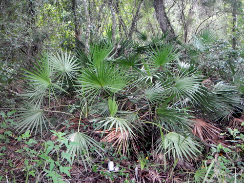 saw palmetto