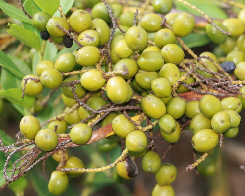 saw palmetto