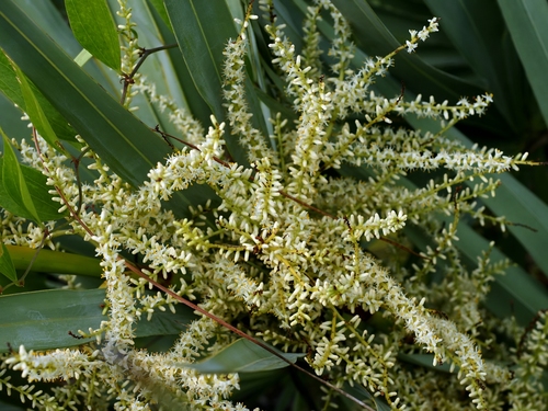saw palmetto