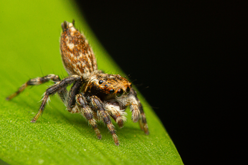 White Banded House Jumper