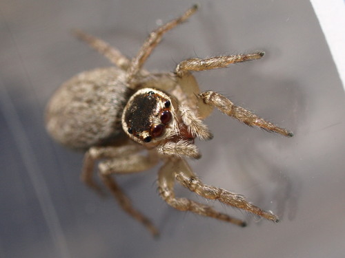 White Banded House Jumper