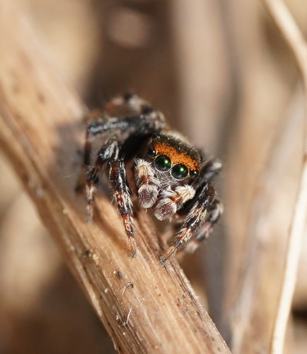 White Banded House Jumper