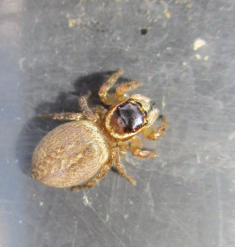 White Banded House Jumper