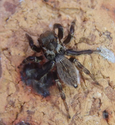 White Banded House Jumper