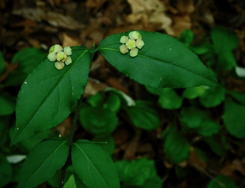 strawberry bush