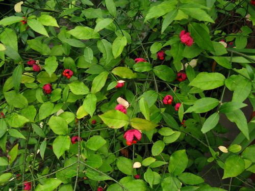 strawberry bush