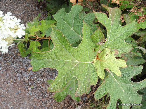 oakleaf hydrangea