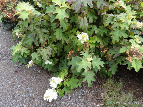 oakleaf hydrangea