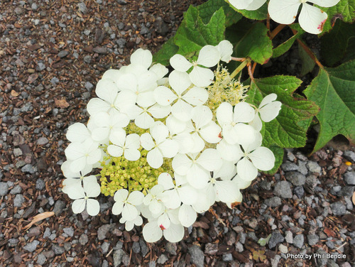 oakleaf hydrangea