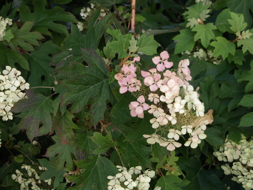 oakleaf hydrangea