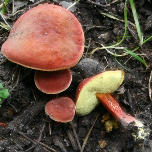 Ruby Bolete