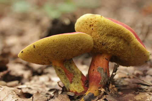 Ruby Bolete