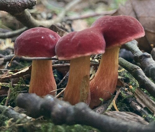 Ruby Bolete
