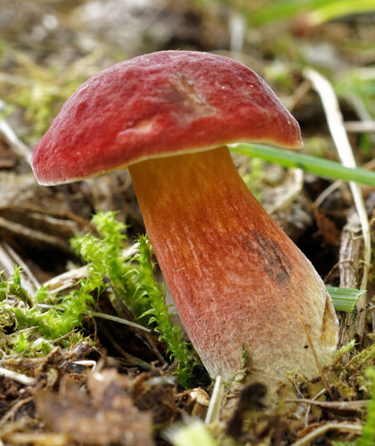 Ruby Bolete