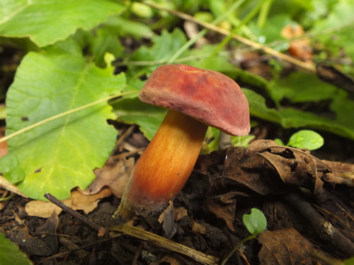 Ruby Bolete