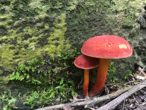 Ruby Bolete