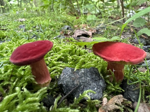 Ruby Bolete
